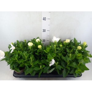 Platycodon grand. 'Astra White'