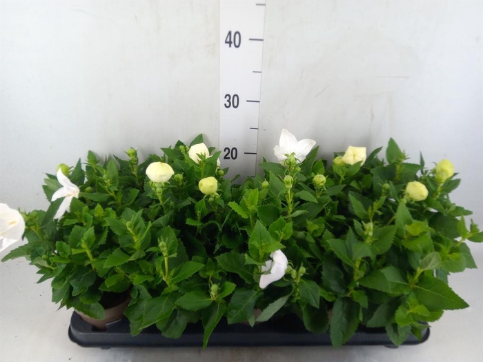 <h4>Platycodon grand. 'Astra White'</h4>