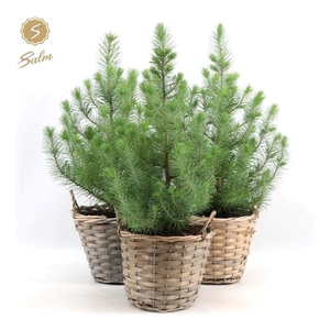 Pinus pinea 'Silver Crest' P17 in Basket