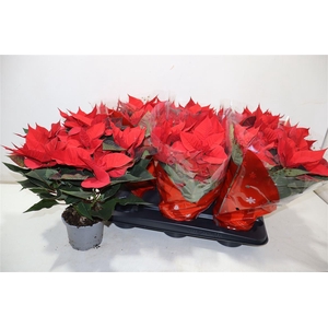 Euphor P Chr Univers