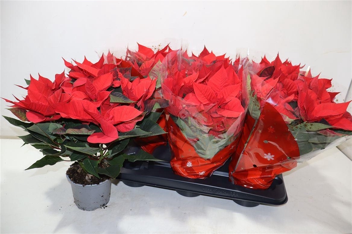 <h4>Euphor P Chr Univers</h4>