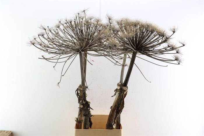 <h4>Dried Berenklauw</h4>