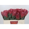 Protea Sharon