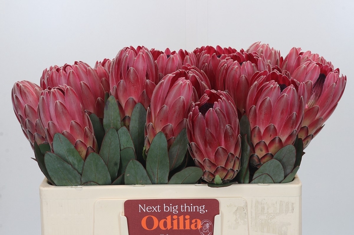 Protea Sharon