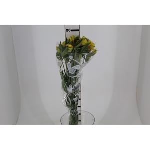 ALSTROEMERIA CARIBBEAN 080 CM
