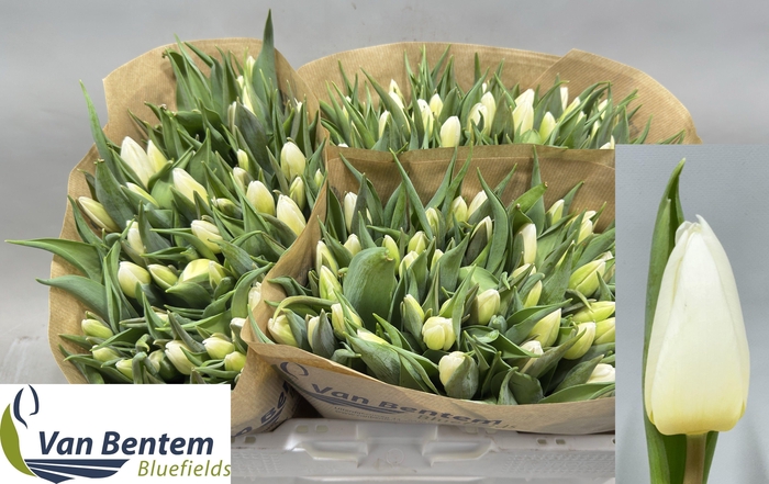 <h4>TU EN WHITE PRINCE</h4>