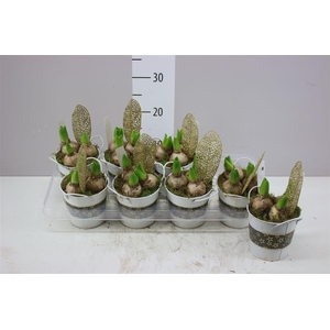 Arr Hyacinth In Zink