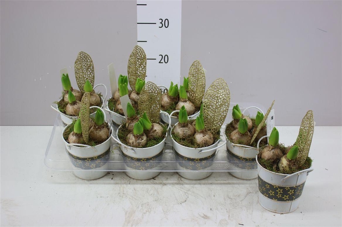 <h4>Arr Hyacinth In Zink</h4>