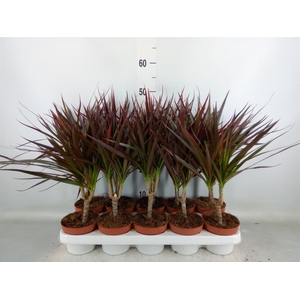 Dracaena marg. 'Magenta'