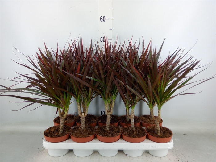 <h4>Dracaena marg. 'Magenta'</h4>