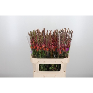 Antirrhinum Po D. Orange