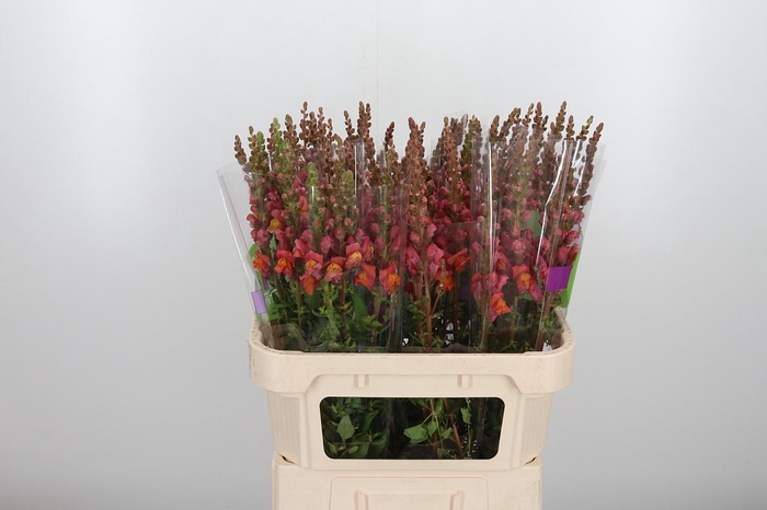 <h4>Antirrhinum Po D. Orange</h4>