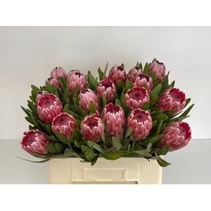 PROTEA PINK ICE