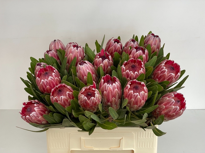 <h4>PROTEA PINK ICE</h4>