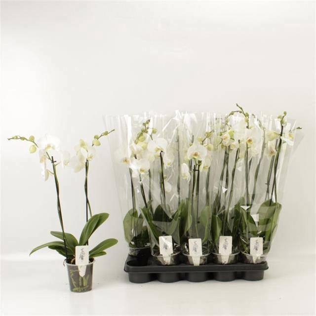 <h4>PHAL OV WIT</h4>