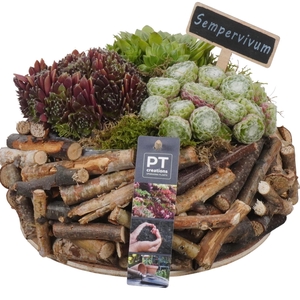 PTS7441 Arrangement Sempervivum in houten bak
