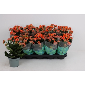 KAL GE PERFECTA ORAN