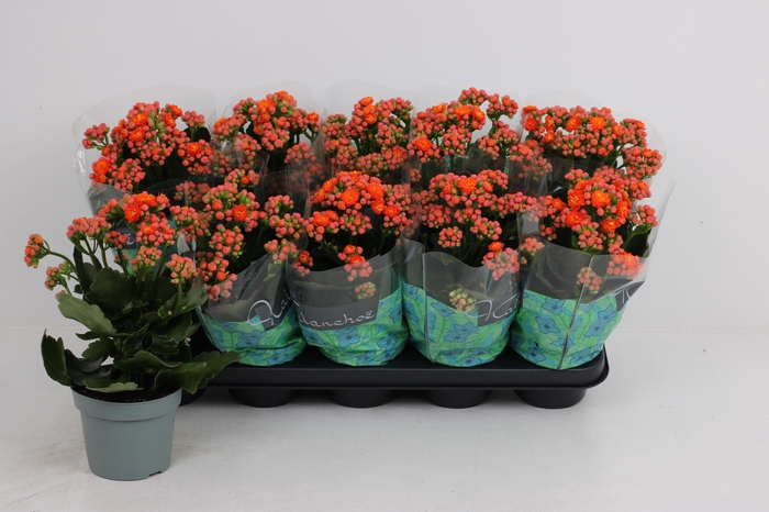 <h4>KAL GE PERFECTA ORAN</h4>