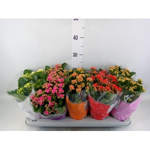 Kalanchoe blos. 'Perfecta'  ..mix 5
