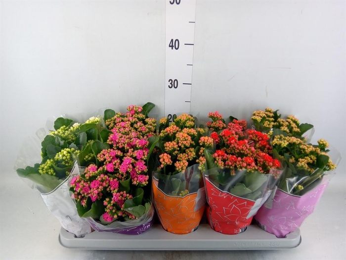 <h4>Kalanchoe blos. 'Perfecta'  ..mix 5</h4>