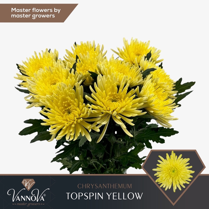 <h4>Chr G Topspin Yellow</h4>