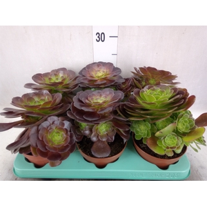 Aeonium   ...