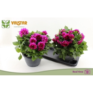 Dahlia (Decorative Grp) Labella Medio Deep Pink
