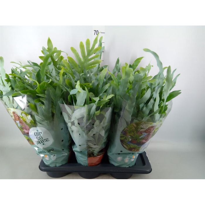 <h4>Phlebodium aureum 'Blue Star'</h4>