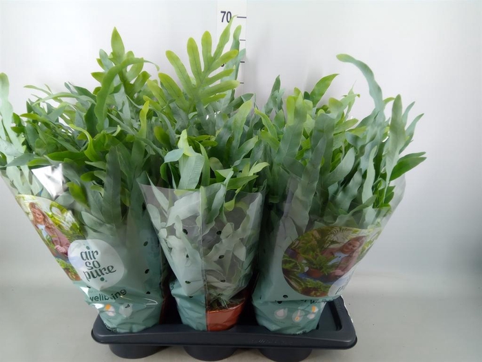 Phlebodium aureum 'Blue Star'