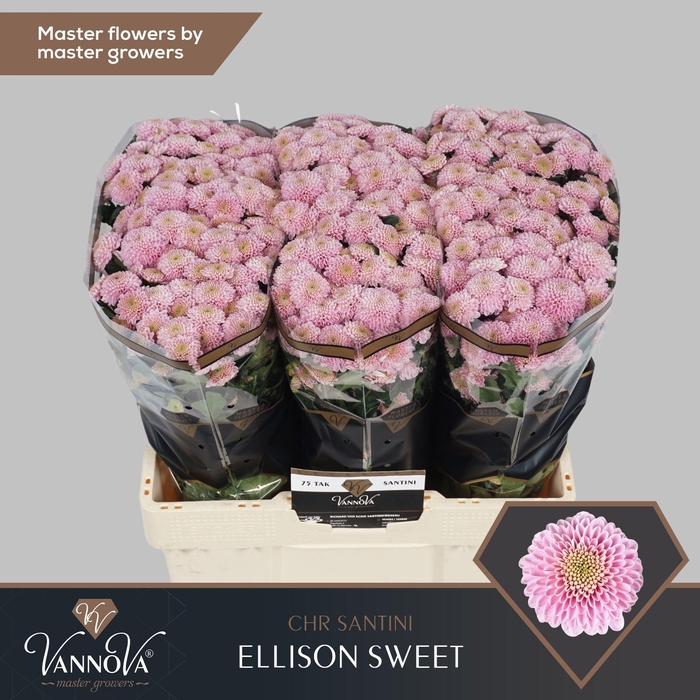 <h4>CHR SAN ELLISON SWEET CHR S ELLISON</h4>
