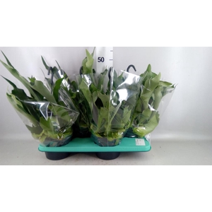 Platycerium bifurc. 'Netherlands'