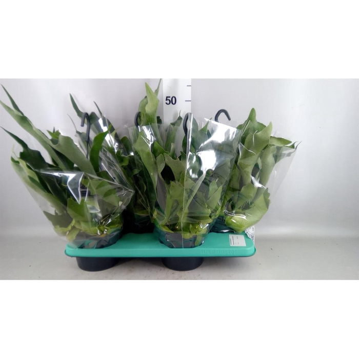 <h4>Platycerium bifurc. 'Netherlands'</h4>