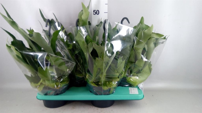 Platycerium bifurc. 'Netherlands'
