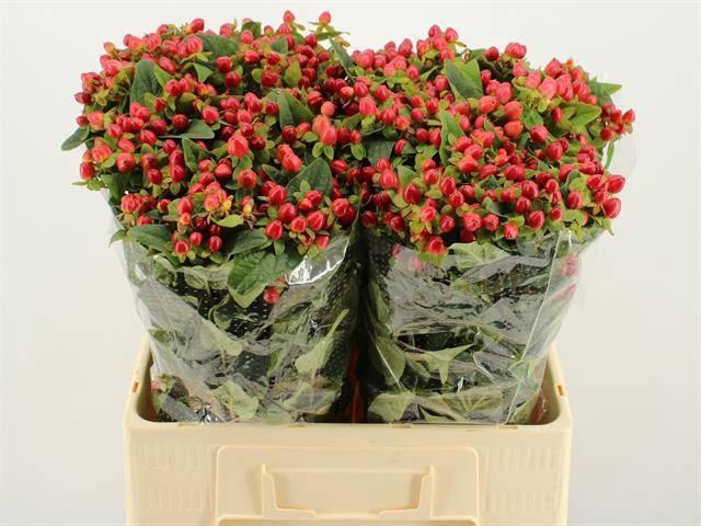 <h4>HYP MAG TRIUMPH</h4>