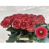 Dahlia Orange Fox