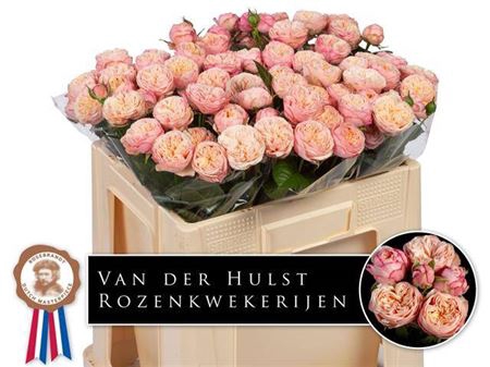 <h4>R Tr Royal Blush</h4>