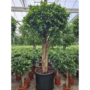 Ficus Nitida