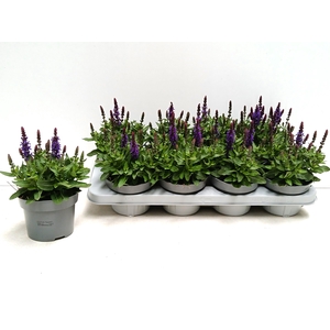 SALVIA NE SE DP BLUE