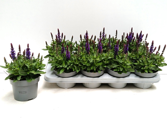 <h4>SALVIA NE SE DP BLUE</h4>