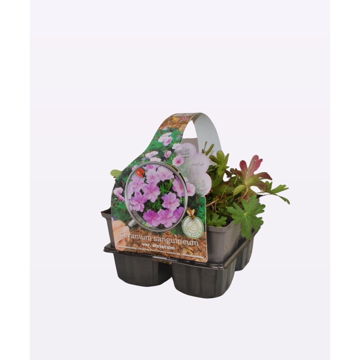 <h4>Geranium sanguineum 'Striatum'</h4>