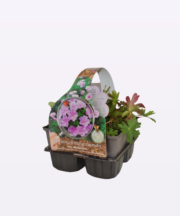 Geranium sanguineum 'Striatum'