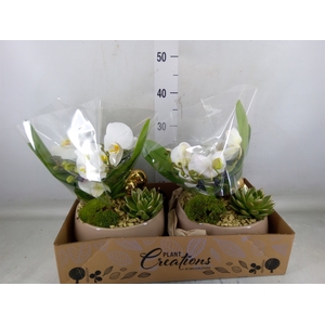 Arr.  Phalaenopsis  H%