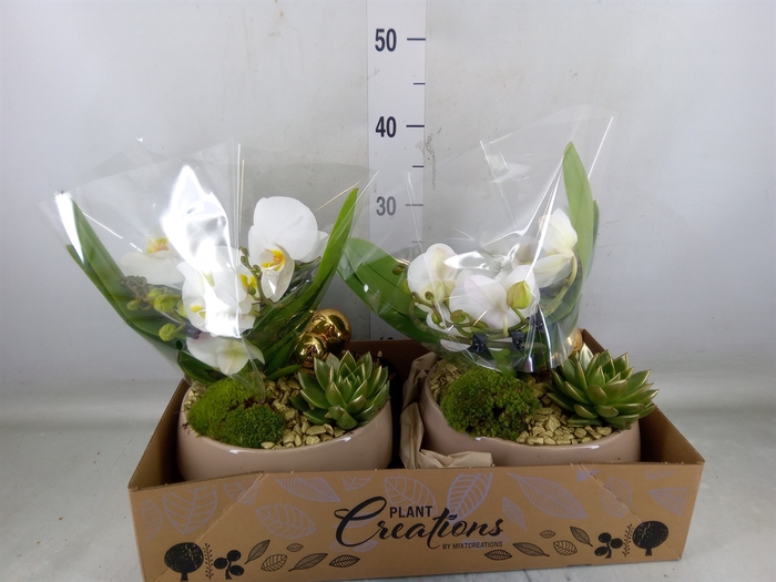 <h4>Arr.  Phalaenopsis  H%</h4>