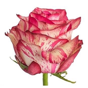 R Gr Magic Times Bicolor 60cm EC