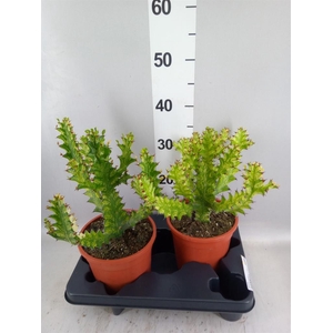 Euphorbia   ...