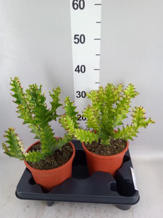 <h4>Euphorbia   ...</h4>