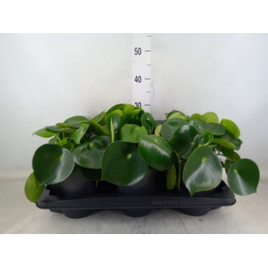 Peperomia polybotrya 'Raindrop'