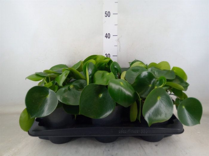 <h4>Peperomia polybotrya 'Raindrop'</h4>