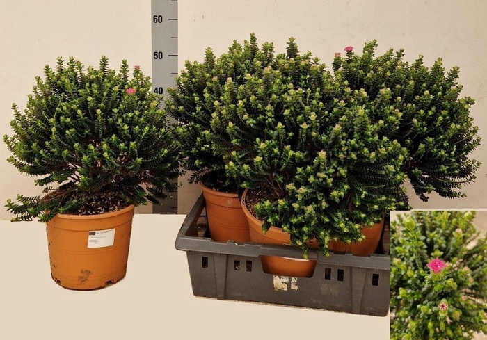 <h4>PIMELEA FERRUGINEA</h4>