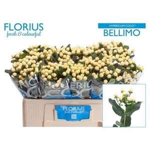Hyp Coco Bellimo